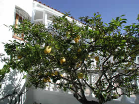 Zitronenbaum