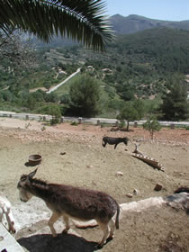 Eselzucht auf "Les Murtes"