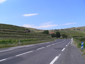 Weinberge bei Banyuls-sur-Mer